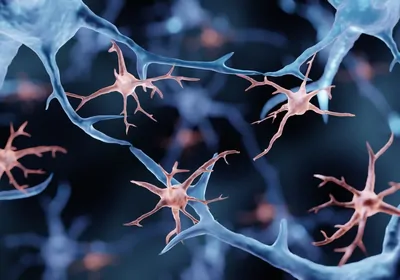 Illustration of peach-colored microglia among light blue neurons. Both cell types are illustrated with multiple jagged extensions coming out of a spherical cell body. Illustration of peach-colored microglia among light blue neurons. Both cell types are illustrated with multiple jagged extensions coming out of a spherical cell body.